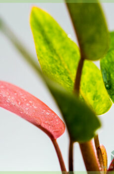 philodendron painted pink lady kopen en verzorgen