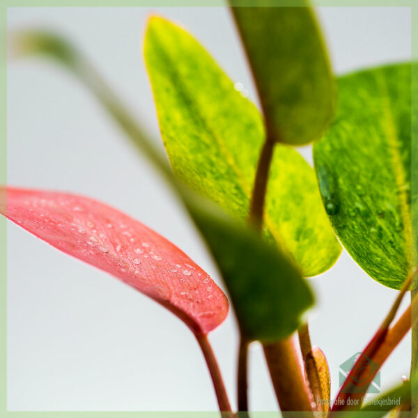 philodendron skildere roze dame keapje en soarch