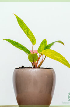 philodendron painted pink lady kopen en verzorgen