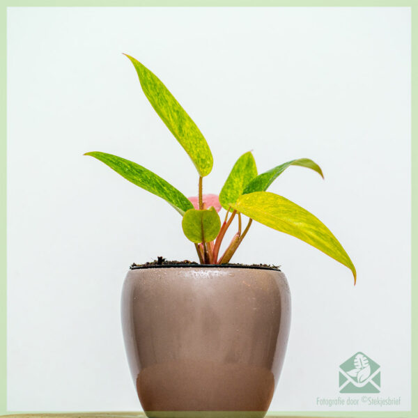 philodendron painted pink lady kopen en verzorgen