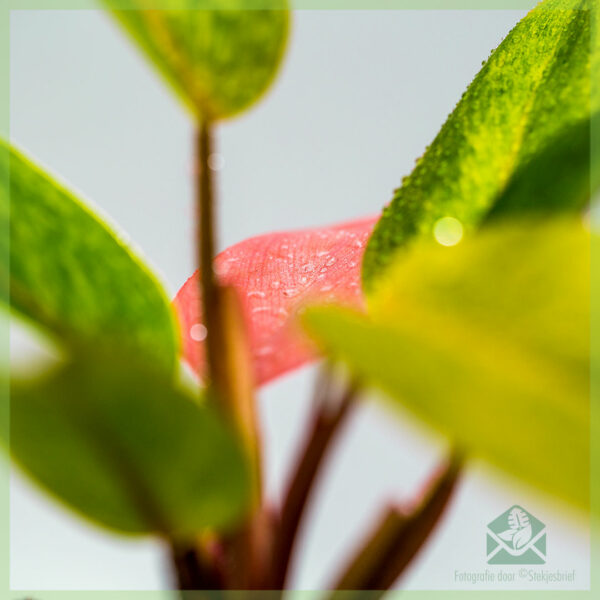 filodendro pentrita rozkolora sinjorino aĉetas kaj zorgas