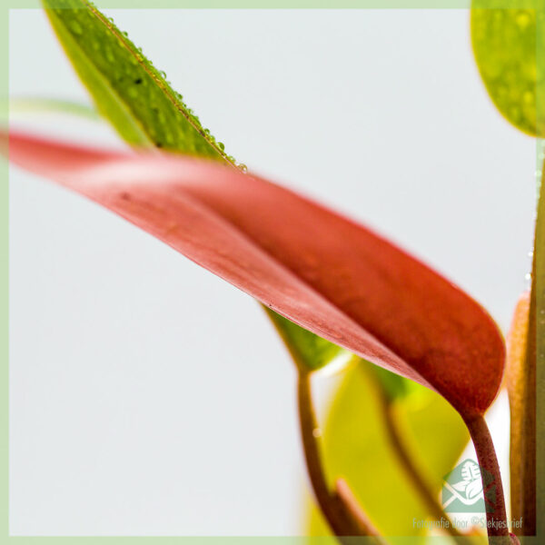 philodendron skildere roze dame keapje en soarch