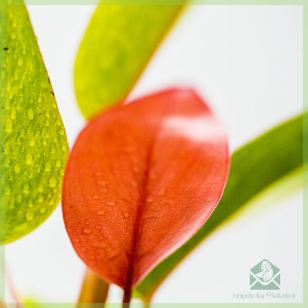 philodendron painted pink lady kopen en verzorgen