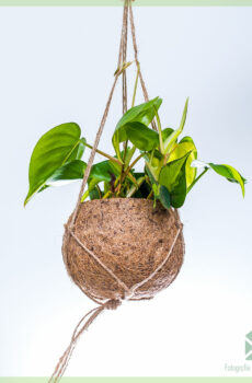 Mésér Philodendron scandens 'Brasil' dina pot gantung coir