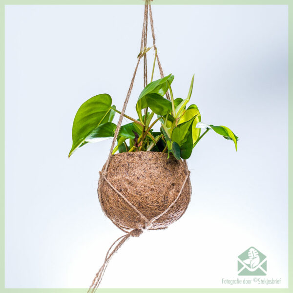 Keyptu Philodendron scandens 'Brasil' í coir hangandi potti