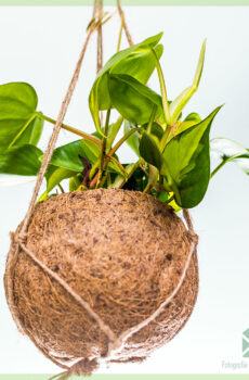 Philodendron scandens 'Brasil' in coir hangpot kopen