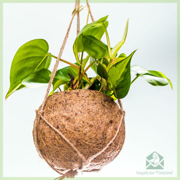 Philodendron scandens 'Brasil' in coir hangpot kopen