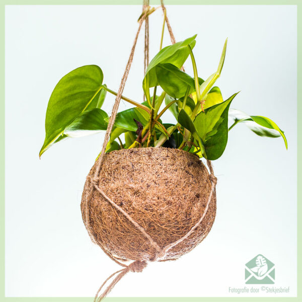 Ceannaich Philodendron scandens 'Brasil' ann am poit crochte coir