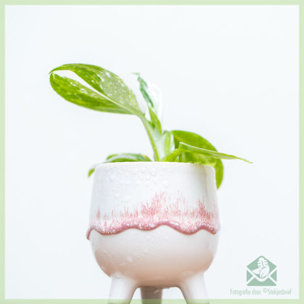 Philodendron White Wizard geworteld stekje kopen