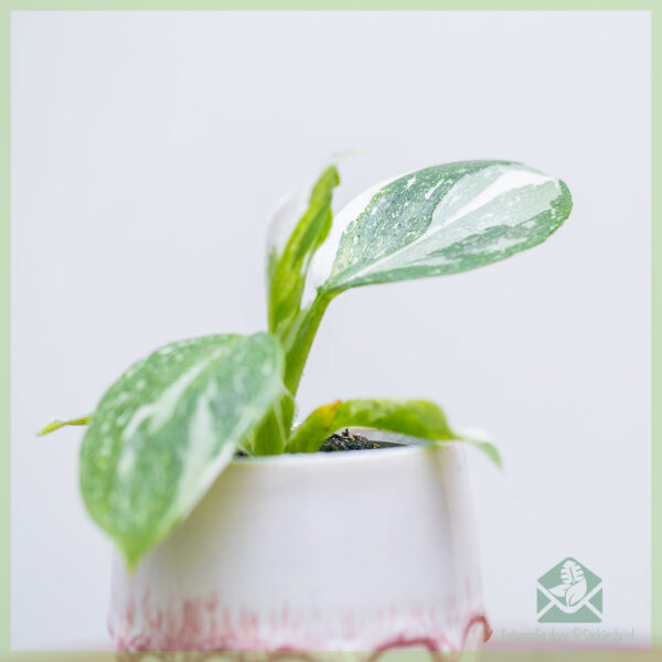 philodendron white wizard geworteld stekje kopen