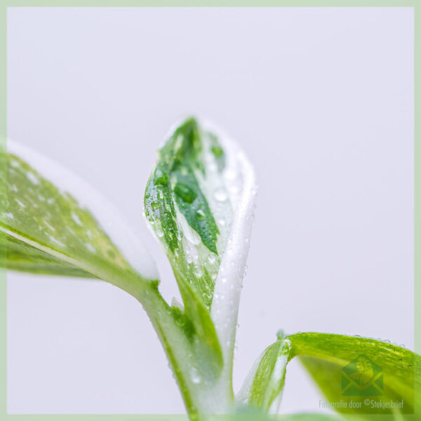 philodendron white wizard geworteld stekje kopen