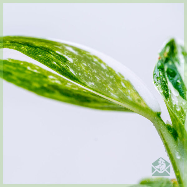 philodendron white wizard geworteld stekje kopen
