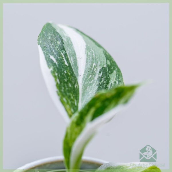 philodendron white wizard geworteld stekje kopen