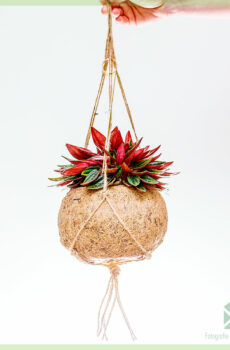 Prodám krysí ocas - Peperomia caperata Rosso v závěsném květináči z kokosového vlákna