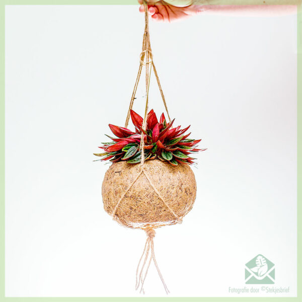 Rattenstaartje - Peperomia caperata Rosso in coir hangpot kopen