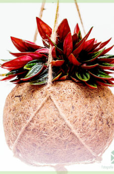 Keapje rat sturt - Peperomia caperata Rosso yn kokos hing pot