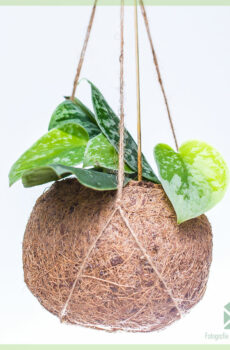 Buy et cura Scindapsus Pictus in olla pendula coir