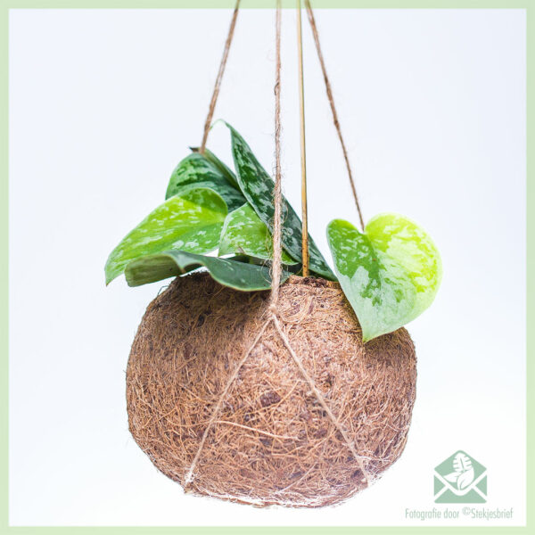 Scindapsus Pictus in coir hangpot kopen en verzorgen
