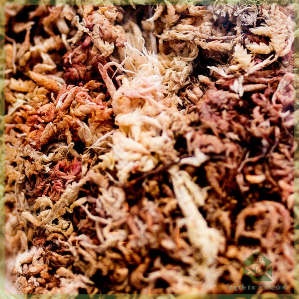 Sphagnum mos - spagnum - Diamond kvaliteit 100 gram kopen