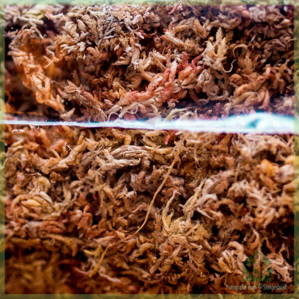 Sphagnum mos - spagnum - Diamond kvaliteit 100 gram kopen