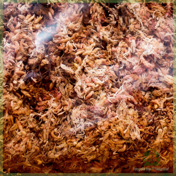 Sphagnum mos - spagnum - Diamond kvaliteit 100 gram kopen