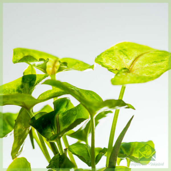 Köp och ta hand om Syngonium Berry