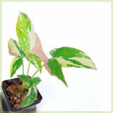 Syngonium Red Spot Tricolor kopen en verzorgen