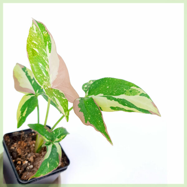 Syngonium Red Spot Tricolor خریدیں اور دیکھ بھال کریں۔