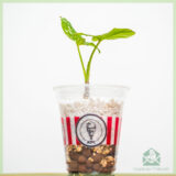 Syngonium Red Spot Tricolor stekjes kopen - Afbeelding 2