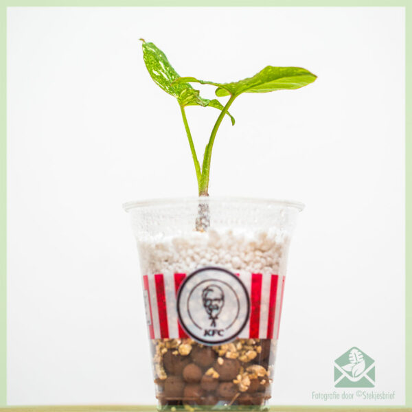 Syngonium Red Spot Tricolor stekjes kopen - Afbeelding 2