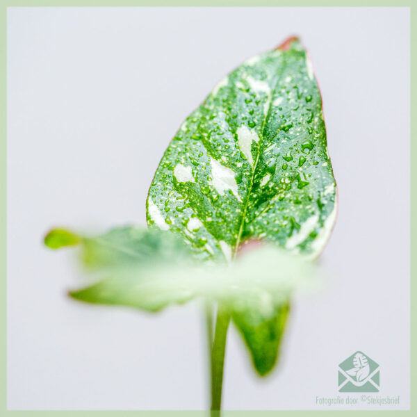 Bumili ng Syngonium Red Spot Tricolor cuttings