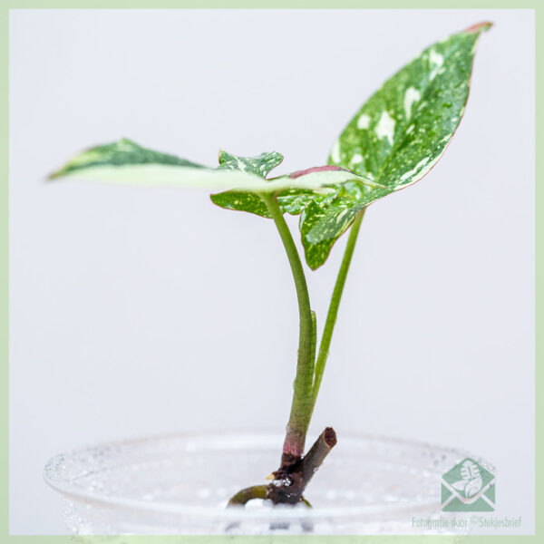 Syngonium Red Spot Tricolor stekjes kopen