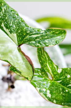 Kaaft Syngonium Red Spot Tricolor Ausschnëtter