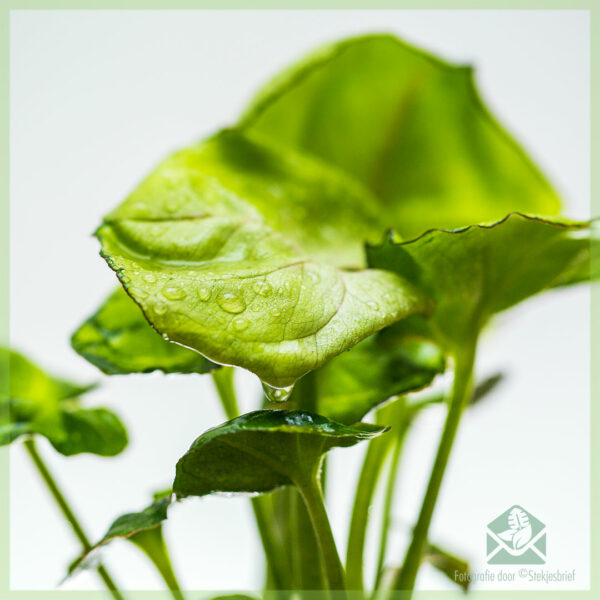 Syngonium Roxanne geworteld stekje kopen en verzorgen
