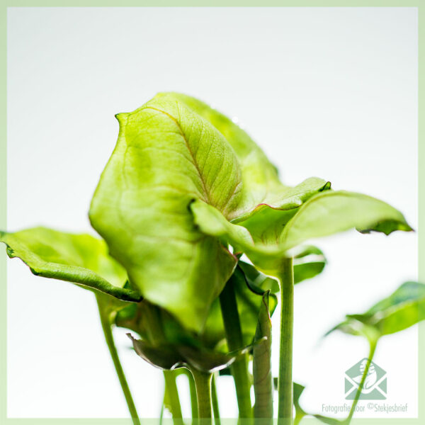 Syngonium Roxanne geworteld stekje kopen en verzorgen