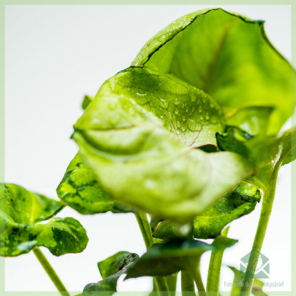Syngonium Roxanne geworteld stekje kopen en verzorgen