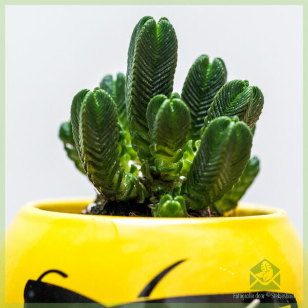 Crassula Pyramidalis kopen en verzorgen - Afbeelding 3