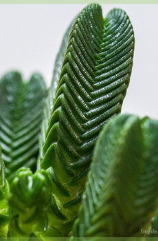 Koop en sorg vir Crassula Pyramidalis