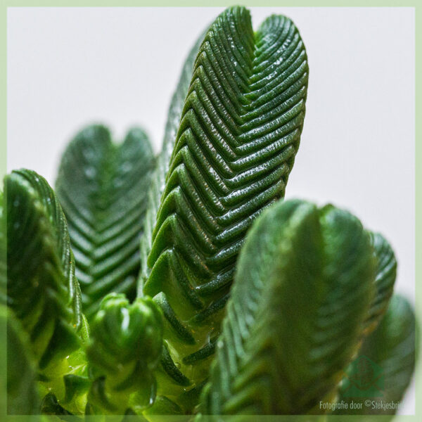 Tuku lan ngurus Crassula Pyramidalis