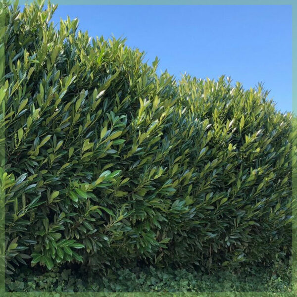Prunus laurocerasus Herbergii laurier kopen