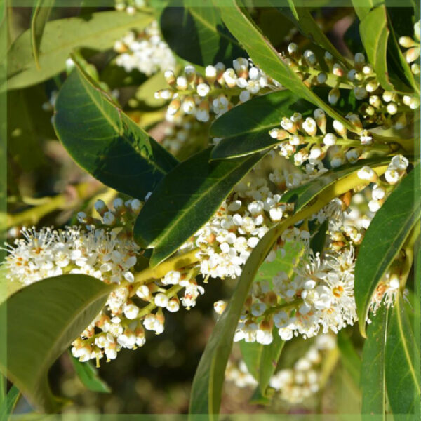 Kaupa Prunus laurocerasus Herbergii laurbær