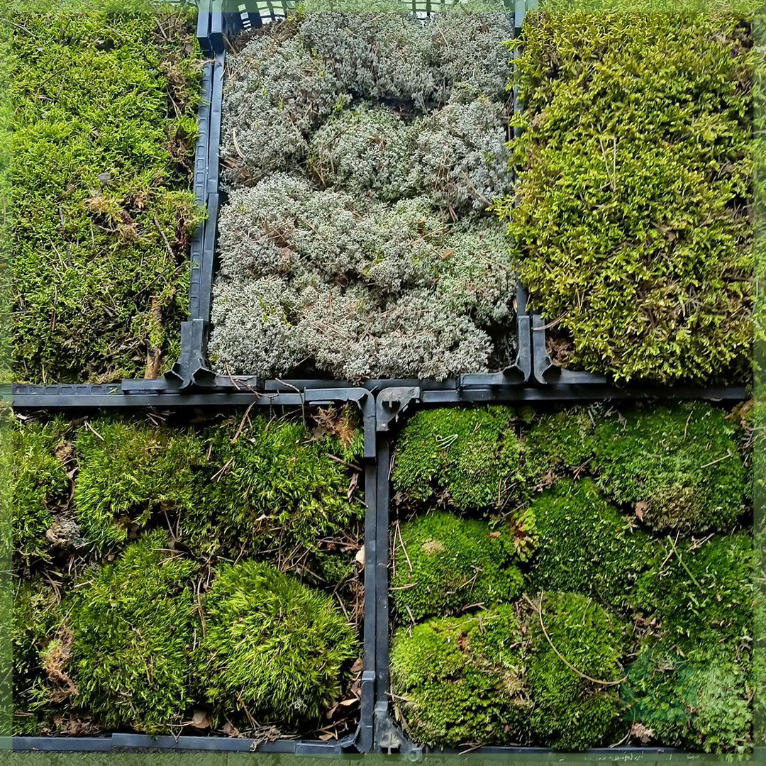 Acquista 1L - 4L piante di muschio Living Flatmoss per pareti di muschio e  terrari