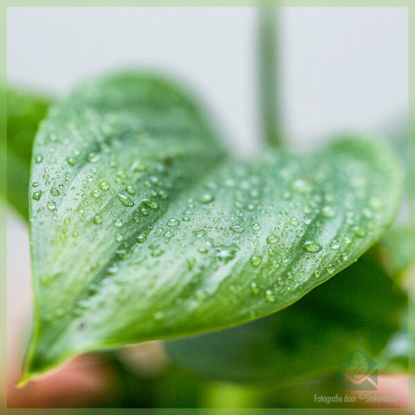 Osta Homalomena Emerald Gem -juurinen leikkaus