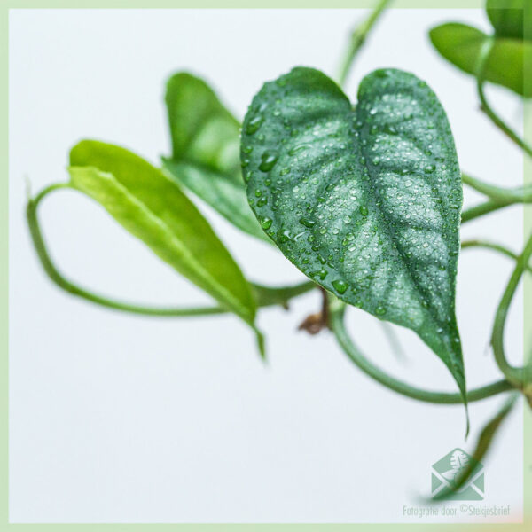 Monstera Siltepecana keapje unrooted stekken