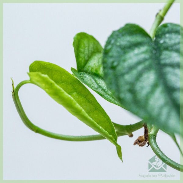 Monstera Siltepecana வேரூன்றி வெட்டப்பட்ட துண்டுகளை வாங்கவும்