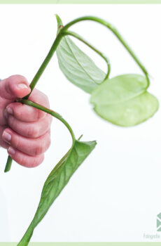 Monstera Siltepecana ongeworteld stekje kopen