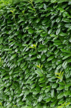 Prunus laurier laurocerasus 'Novita' kopen