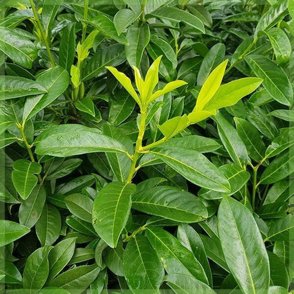 Prunus laurier laurocerasus 'Novita' kopen - Afbeelding 2