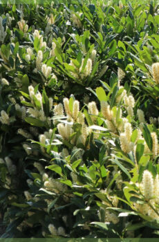Prunus laurocerasus Otto luyken laurier kopen
