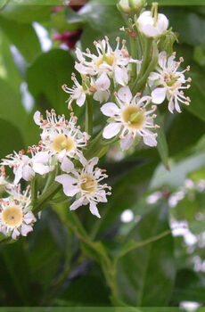 Hokona Prunus laurocerasus Otto luyken laurel